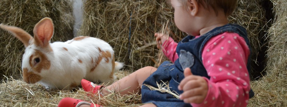 ce matin, un lapin