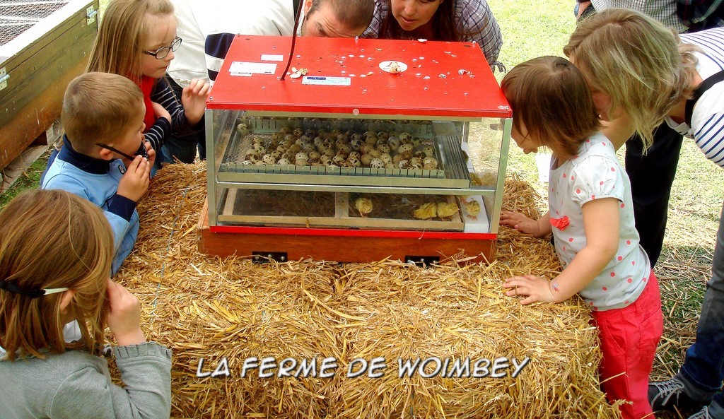 couveuse, naissance en couveuse, programmation de naissance de poussins ou de cailleteau pour le public, animations itinérantes, ferme pédagogique itinérante