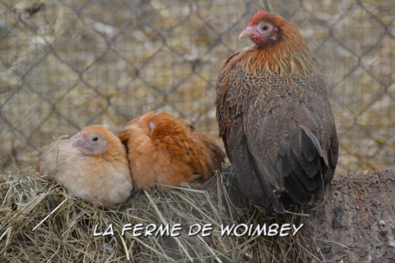 rencontrer les animaux de la ferme, caresser les animaux