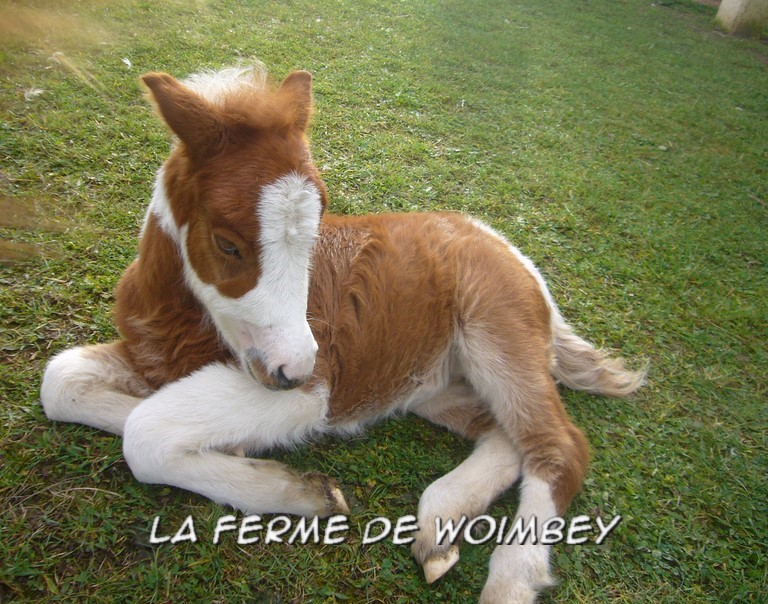 poulain, parc d'attraction, parc de loisir, ferme pédagogique 