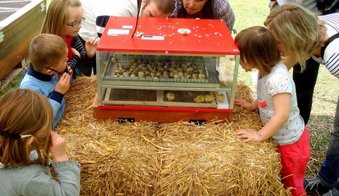 couveuse, naissance en couveuse, programmation de naissance de poussins ou de cailleteau pour le public, animations itinérantes, ferme pédagogique itinérante