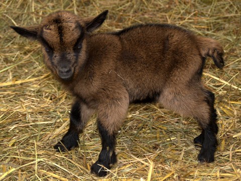 naissance de chevreaux, parc d'attraction, parc de loisir, ferme pédagogique