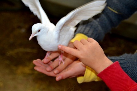 porter une colombe, toucher les animaux, ferme pédagogique, ferme meuse, ferme lorraine, sortie enfant, sortie famille, ferme itinérante