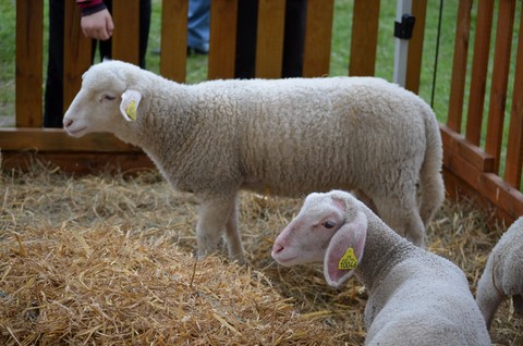 animation avec les animaux de la ferme en maison de retraite, animations et jeux sensoriels en maison de retraite, exposition et animations sensorielles pour senior