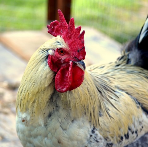 coqs et poules en galerie marchande, ferme en galerie marchande, animaux en galerie, animation en galerie avec les animaux de la ferme, la campagne en animation, animation itinérantes, ferme itinérante