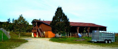 poussin, lapin, poulain, poule, mouton, chèvre