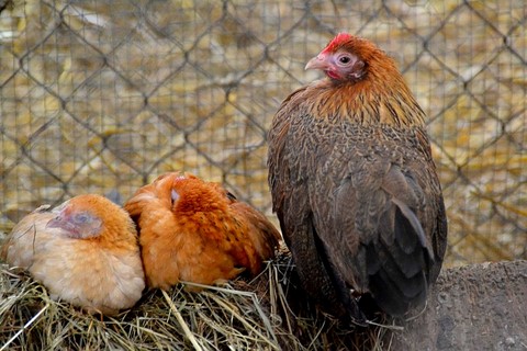 poule et poussins, poule sérama et ses deux jeunes, rencontre à la ferme