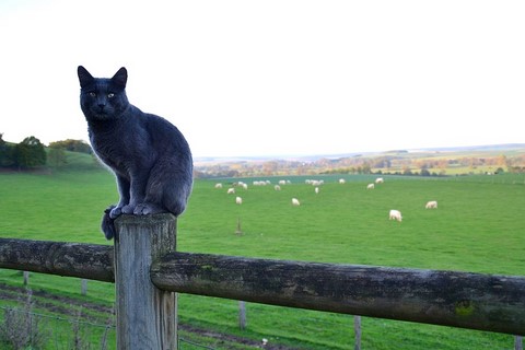 chat, à la ferme pédagogique, sortie enfant, ferme itinérante