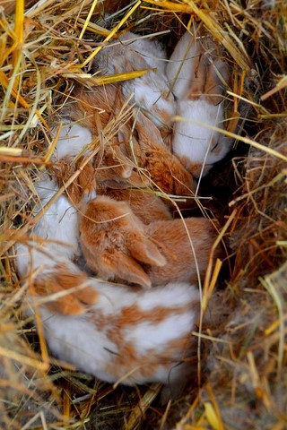 Lapereaux, lapereaux au nid, caresser les lapins, lapins aux yeux fermés