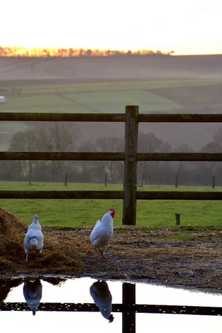 poules, animaux en liberté à la ferme, volailles à l'aube à la ferme pédagogique