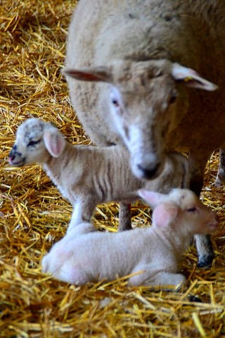 agneaux sous leur mère, brebis et  2 agneaux nés hier à la ferme