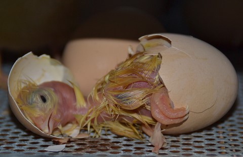 naissance de poussin, parc d'attraction, parc de loisir, ferme pédagogique