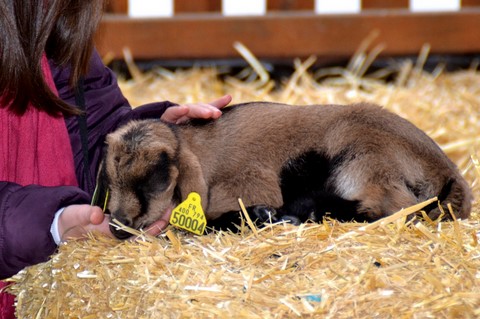 Rencontrer les animaux, les caresser 