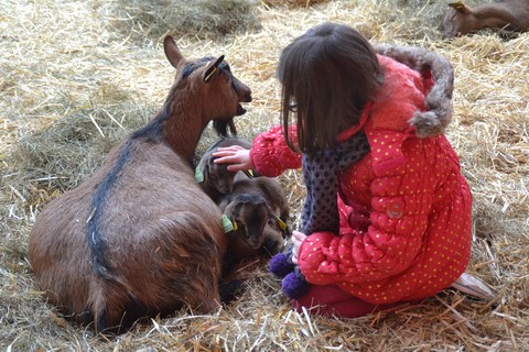 Enfant et animal, complicité