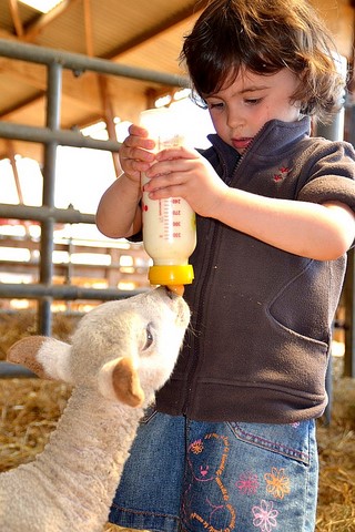 biberon aux agneaux, animation à la ferme, les enfants donnent le biberon aux agneaux