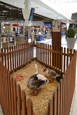 animation en galerie marchande, les animaux de la ferme dans le magasin, ferme pédagogique itinérante de Woimbey