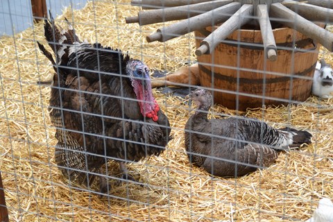 animation en galerie marchande, les animaux de la ferme dans le magasin, ferme pédagogique itinérante de Woimbey