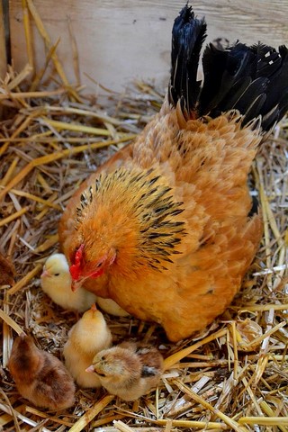 poules et poussins, poule sérama et sa couvée, poussins d'un jour gros comme un pouce, découverte des animaux à la ferme