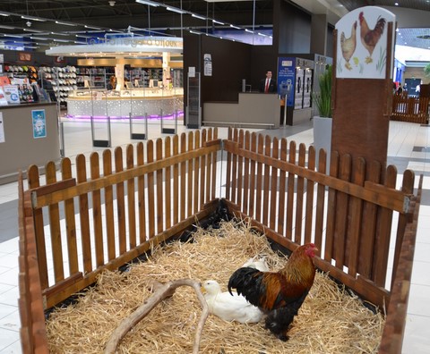 coqs et poules en galerie marchande, ferme en galerie marchande, animaux en galerie, animation en galerie avec les animaux de la ferme, la campagne en animation, animation itinérantes, ferme itinérante