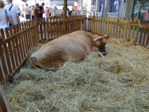 vache en ville, ferme en ville, animaux en ville, animation en ville avec les animaux de la ferme, la campagne à la ville, animation itinérantes, ferme itinérante