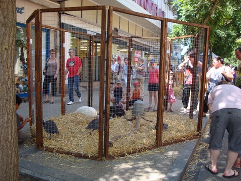 dindon en ville, ferme en ville, animaux en ville, animation en ville avec les animaux de la ferme, la campagne à la ville, animation itinérantes, ferme itinérante