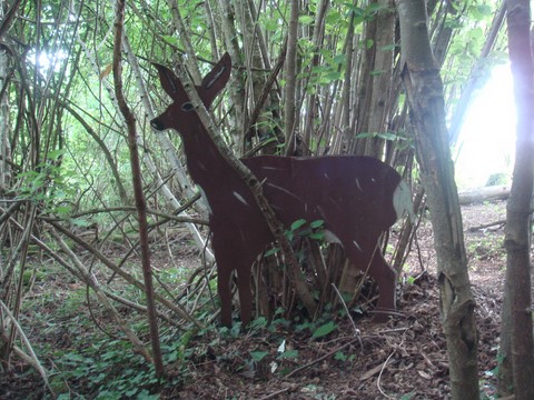 renard, animaux de nos forêts et nos campagnes, traces indices et empreintes dans le bois, jeu de reconnaissance des animaux par leurs traces