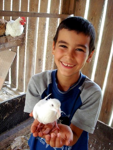 colombes, caresser un oiseau, porter une colombe sur son idex