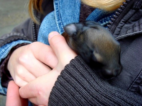 lapereaux, porter et caresser les animaux, caresser les lapins, lapereau aux yeux fermés, ferme pédagogique