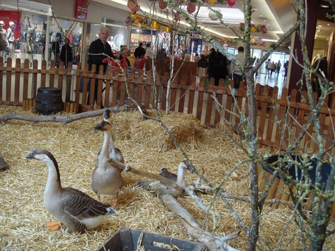 oies, ferme en galerie marchande, animaux en galerie, animation en galerie avec les animaux de la ferme, la campagne en animation,  animation itinérantes, ferme itinérante