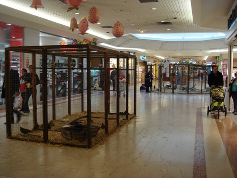 oiseaux en galerie marchande, ferme en galerie marchande, animaux en galerie, animation en galerie avec les animaux de la ferme, la campagne en animation,  animation itinérantes, ferme itinérante