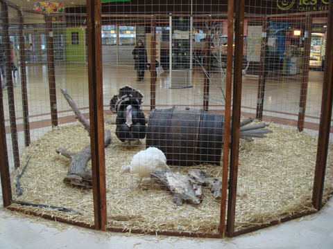 animation en galerie marchande, les animaux de la ferme dans le magasin, ferme pédagogique itinérante de Woimbey