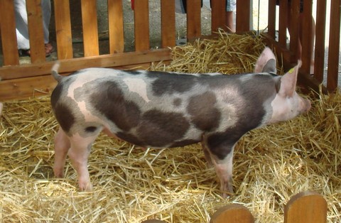 porcelet, parc d'attraction, parc de loisir, ferme pédagogique