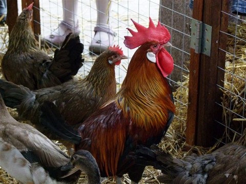 coq, poules, lapins en galerie marchande, ferme en galerie marchande, animaux en galerie, animation en galerie avec les animaux de la ferme, la campagne en animation, animation itinérantes, ferme itinérante