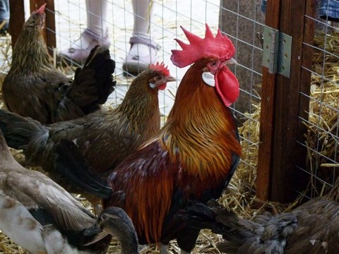 coq, poules, lapins en galerie marchande, ferme en galerie marchande, animaux en galerie, animation en galerie avec les animaux de la ferme, la campagne en animation,  animation itinérantes, ferme itinérante