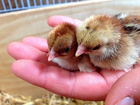 poussin d'un jour, rencontrer les animaux, porter un poussin, à la ferme pédagogique de meuse