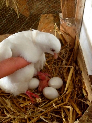 colombe, contact avec les animaux, ferme pédagogique, ferme meuse, ferme lorraine, sortie enfant, sortie famille, ferme itinérante