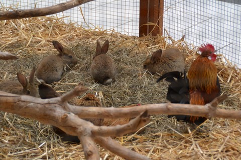 animation en galerie marchande, les animaux de la ferme dans le magasin, ferme pédagogique itinérante de Woimbey