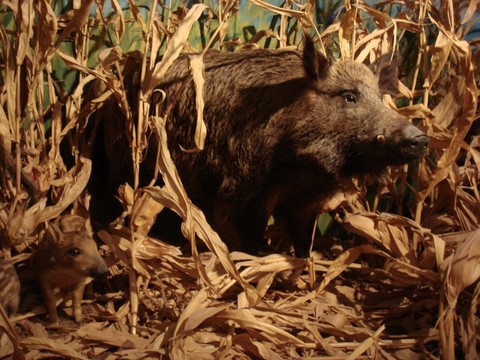 découverte de l'exposition sur les animaux de nos forêts, champignons