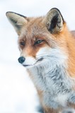 renard, animaux de nos forêts et nos campagnes, traces indices et empreintes dans le bois, jeu de reconnaissance des animaux par leurs traces